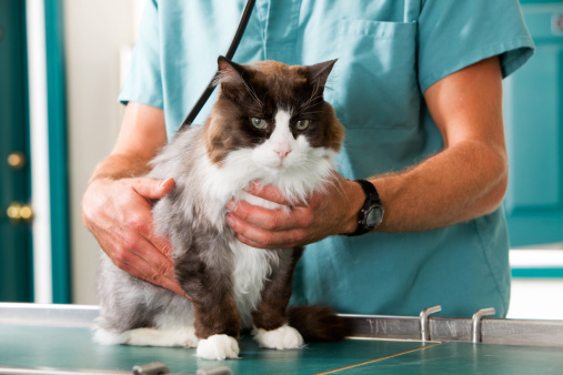 An animal doctor prepares a cat for surgery while cuddling it and preparing it for the operation.