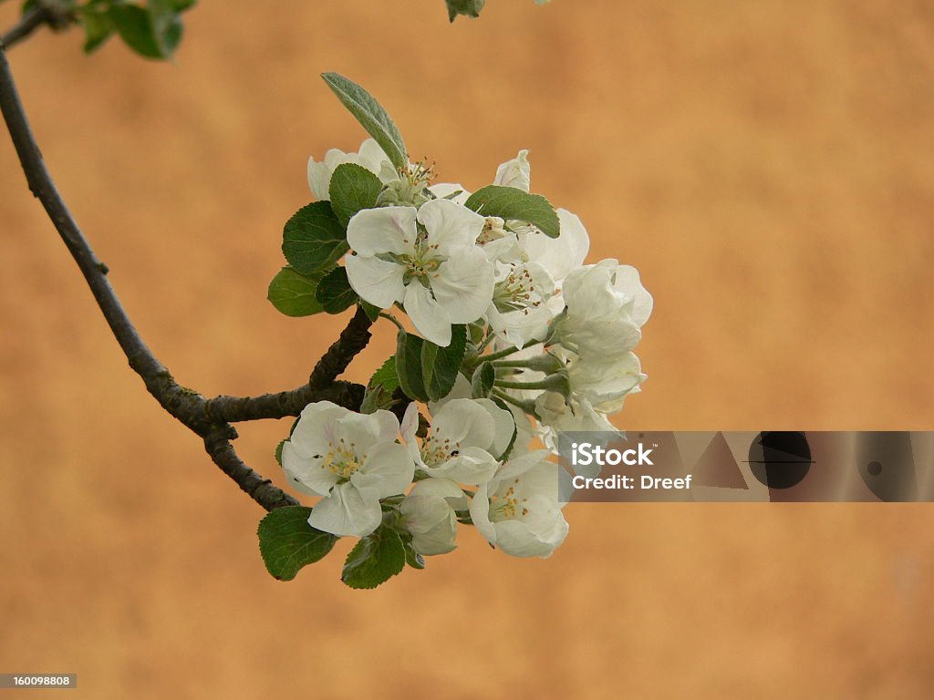 Flor de maçã - Foto de stock de Branco royalty-free