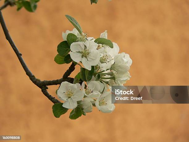Foto de Flor De Maçã e mais fotos de stock de Branco - Branco, Cabeça da flor, Crescimento