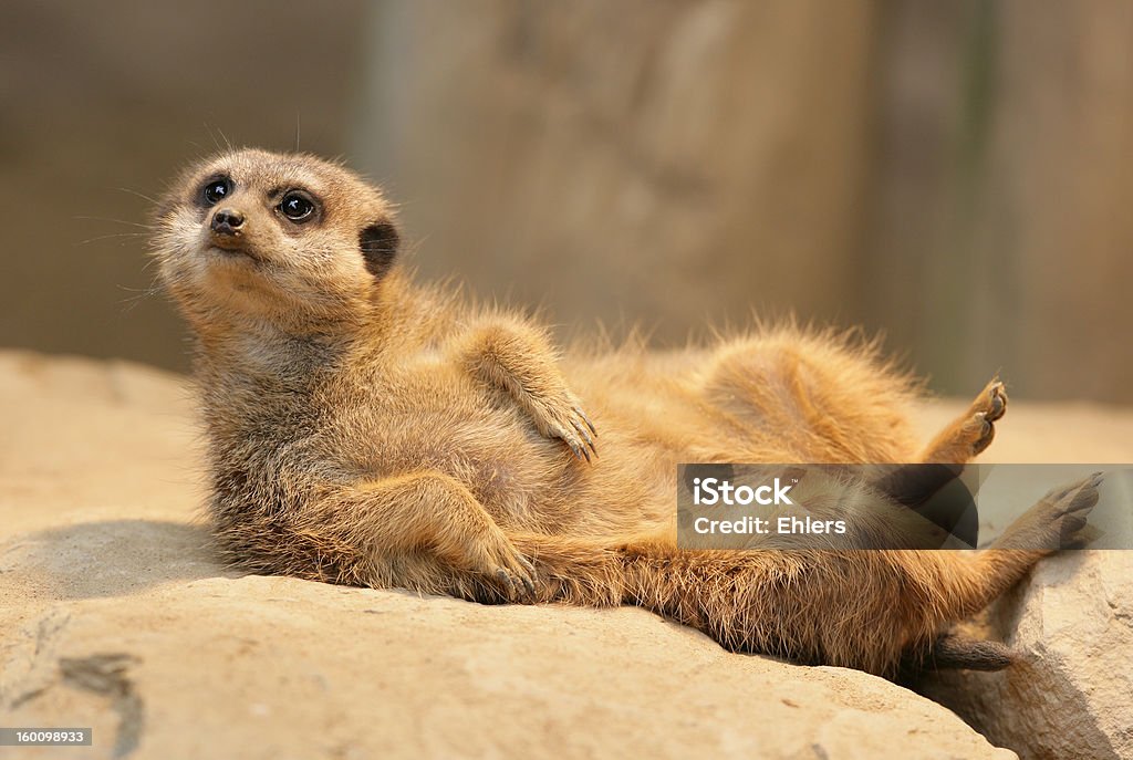 Meerkat taking a sunbath Meerkat lying in the sun Fun Stock Photo