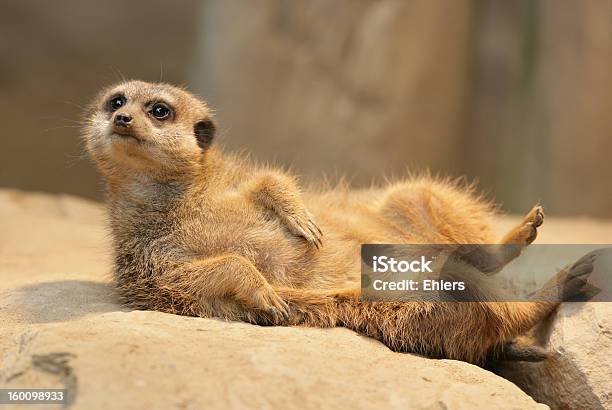 Meerkat Taking A Sunbath Stock Photo - Download Image Now - Fun, Meerkat, Africa