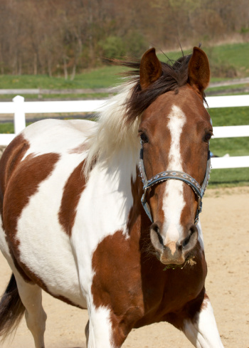 A horse looking right at the camera.  Her mane is blowing in the breeze
