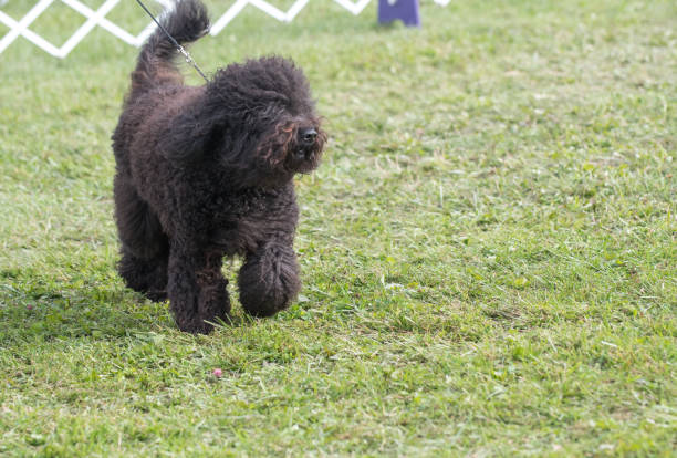 Barbet walking across a field of grass Barbet competing in a conformation event at a dogs how in New York barbet dog stock pictures, royalty-free photos & images
