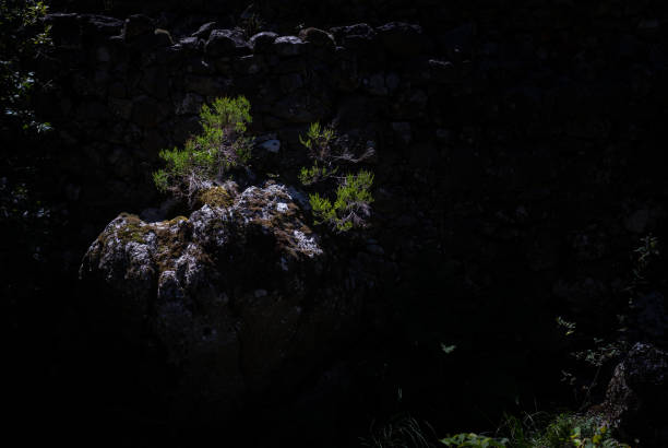 istock A pine tree grows on a rock next to a mountain river, from the darkness comes the light, Borralha Mines, Montalegre, Portugal. 1600993819