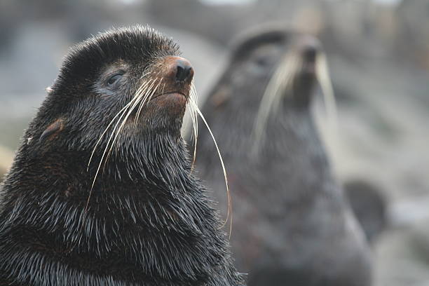 Portrait a Northern Fur Seal