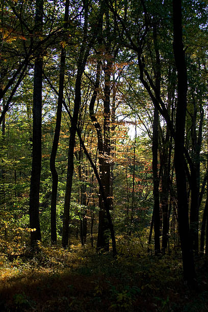 Early Fall Woods, Vertical stock photo