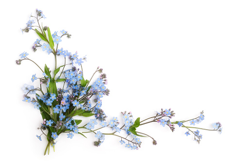 forget-me-not flower corner with green leaves for your design