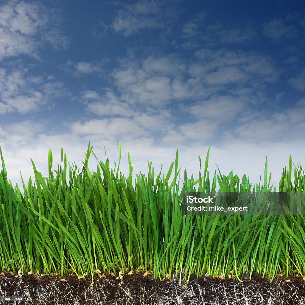 Grass sprouting under blue sky roots Backgrounds Stock Photo