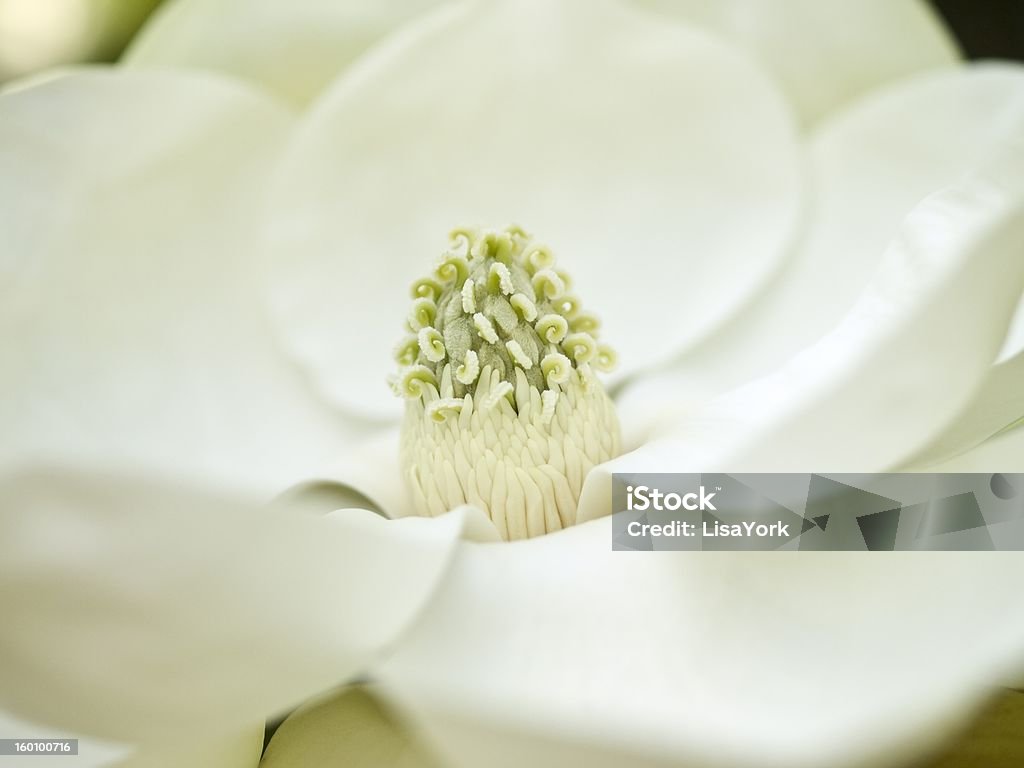 Магнолия bloom - Стоковые фото Абстрактный роялти-фри