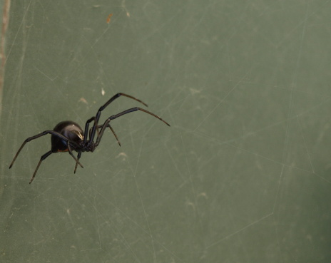 Macro photograph of a female black widow spider hanging on her web she has constructed on a small branch. There is great detail in her features.
