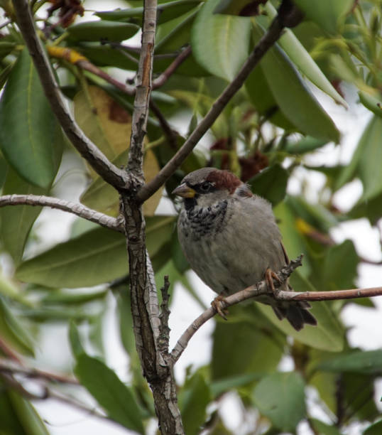 istock Close-up of bird perching on tree 1601008171