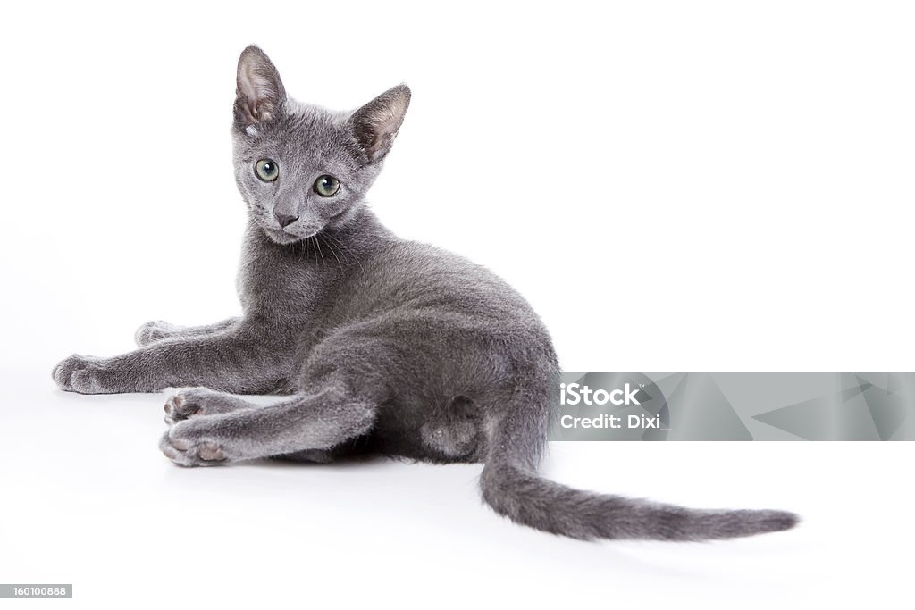 Filhote de Gato Azul da Rússia em fundo branco - Foto de stock de Animal royalty-free