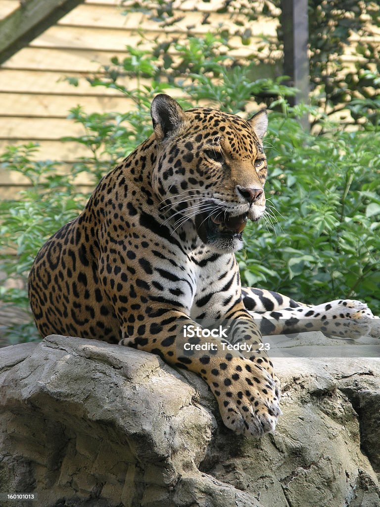 jaguar seduto su roccia - Foto stock royalty-free di Giaguaro - Felino