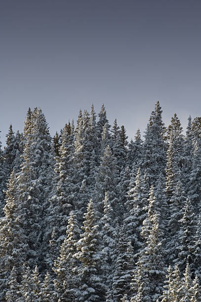 calm winter morn stock photo