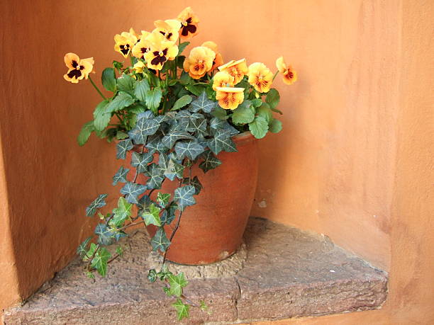 Bright blue flower pot with Yellow flowers and a lantern in Norway