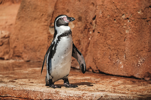 Side view of adorable Spheniscus humboldti penguin with black head and white underparts standing on rocky seashore and looking away on sunny day