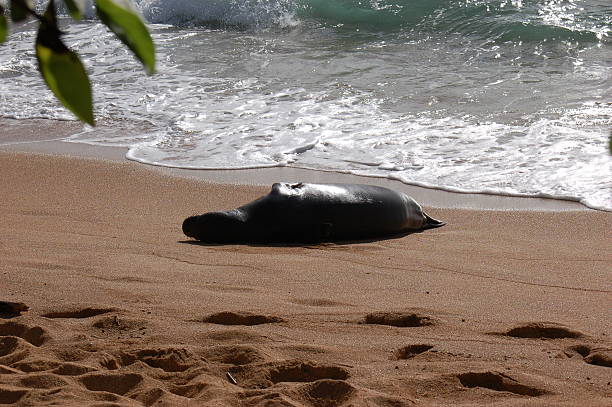 Odpoczywać Seal – zdjęcie