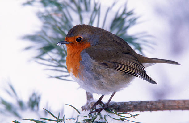 Robin Redbreast with snow on his beak stock photo