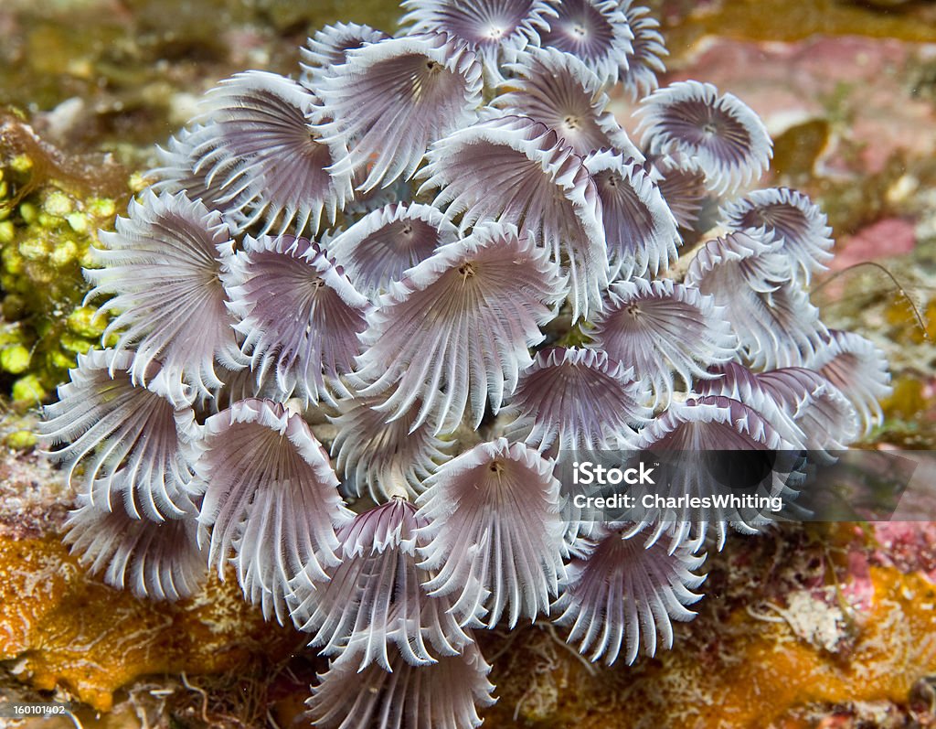 Social Feather Duster Worms Bahamas Stock Photo