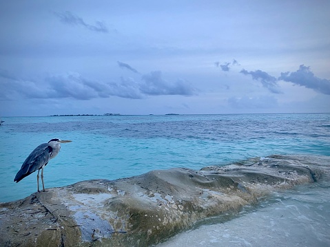 Grey Heron fishing from a rock outcrop looking over clear blue ocean sea and white sands of the Maldives.