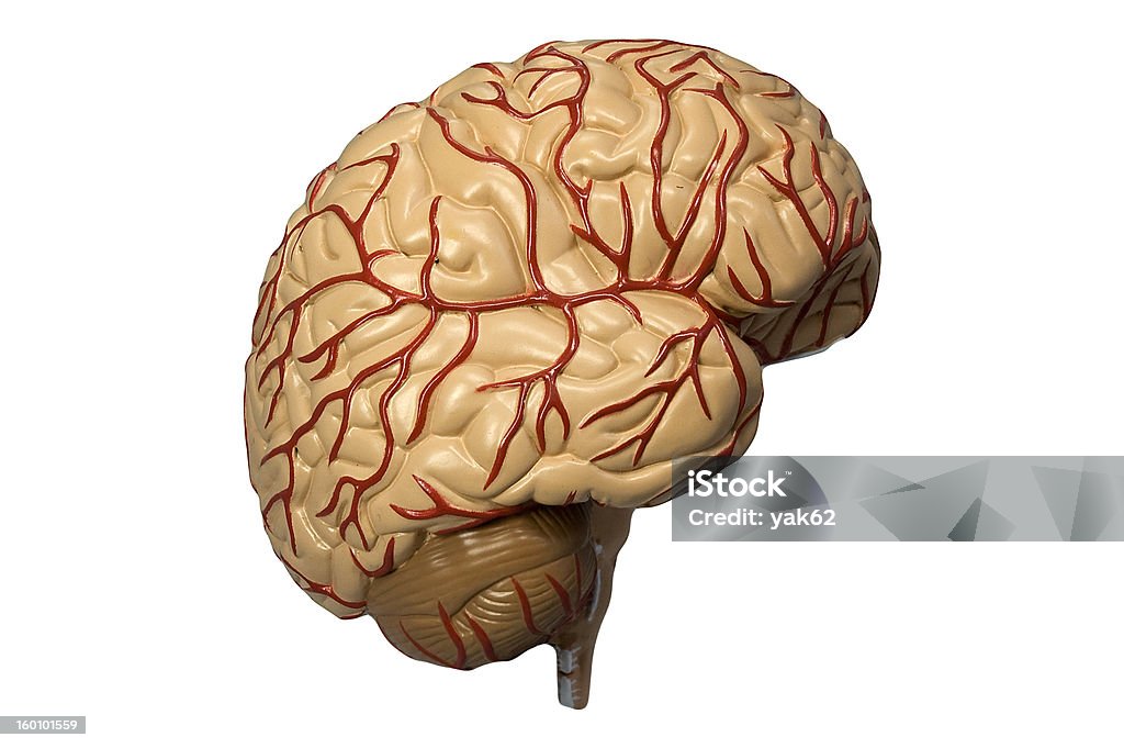 Model of the human brain isolated on white Photo of a model of the human brain. View from laterally. Prefrontal Cortex Stock Photo