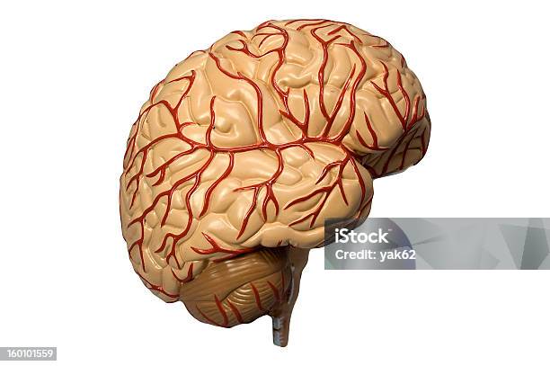 Modelu Ludzkiego Mózgu Na Białym Tle - zdjęcia stockowe i więcej obrazów Kora przedczołowa - Kora przedczołowa, Bruzda mózgu, Fotografika
