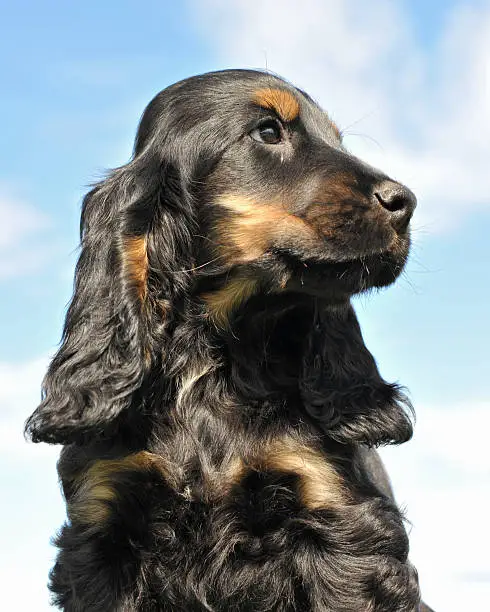 portrait of a puppy purebred cocker spanier on a blue sky