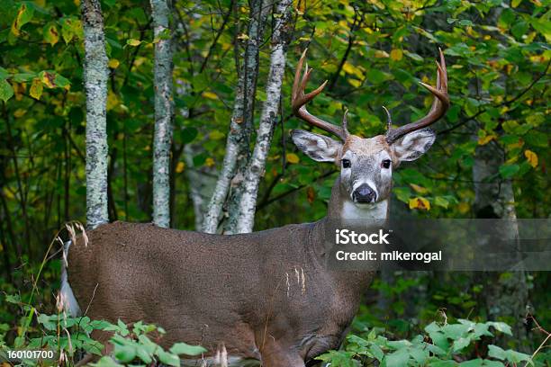 Buck Stockfoto und mehr Bilder von Bock - Männliches Tier - Bock - Männliches Tier, Weiß, Schwanz