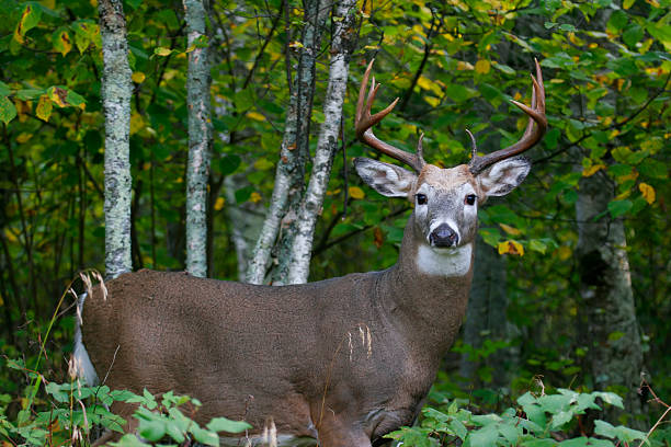 buck a white tailed deer buck standing sideways and looking into the camera white tailed stock pictures, royalty-free photos & images