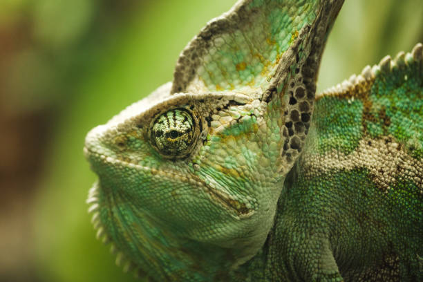 istock Green Veiled chameleon in wild nature 1601017540