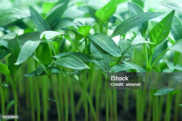 Green Seedling Of Pepper Stock Photo - Download Image Now - Agriculture, Bud, Close-up