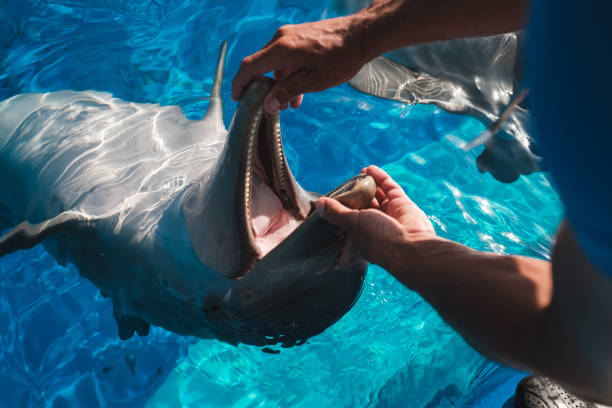 istock Man checking teeth and mouth of dolphin 1601018115
