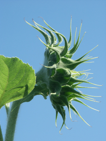 giant unopened sunflower bud against clear blue sky