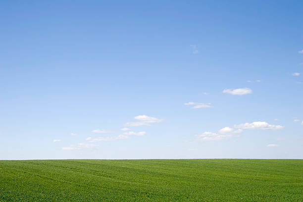 Belle herbe verte et bleu ciel paysage - Photo