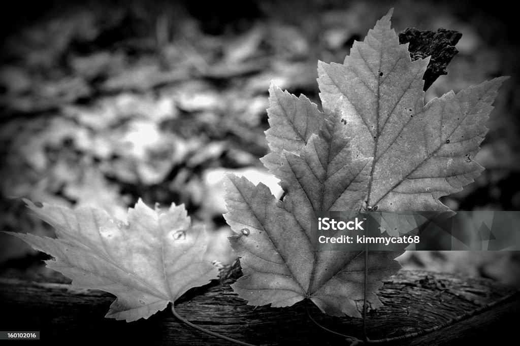 Feuilles d'automne - Photo de Arbre libre de droits