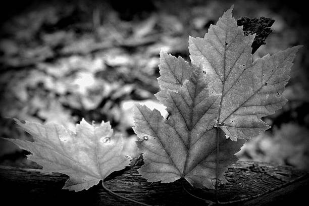 Fall Leaves stock photo