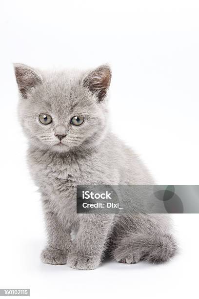 British Kitten On White Background Stock Photo - Download Image Now - Animal, British Culture, Cut Out