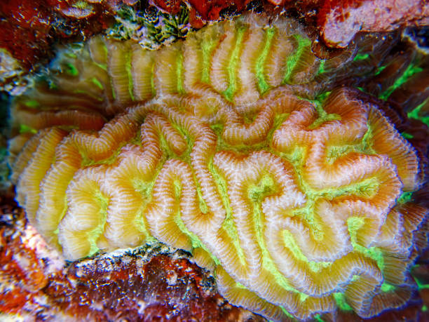 Colpophyllia natans - (Boulder Brain Coral), undersea macro photography
