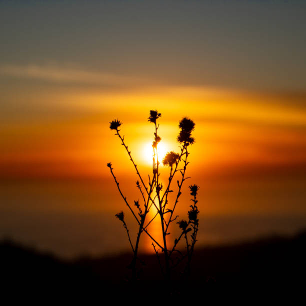 'Top of the World' at Laguna Beach, California offers some of the most spectacular sunsets year around. This photo captures a unique perspective of a wild bush against the backdrop of the setting sun.