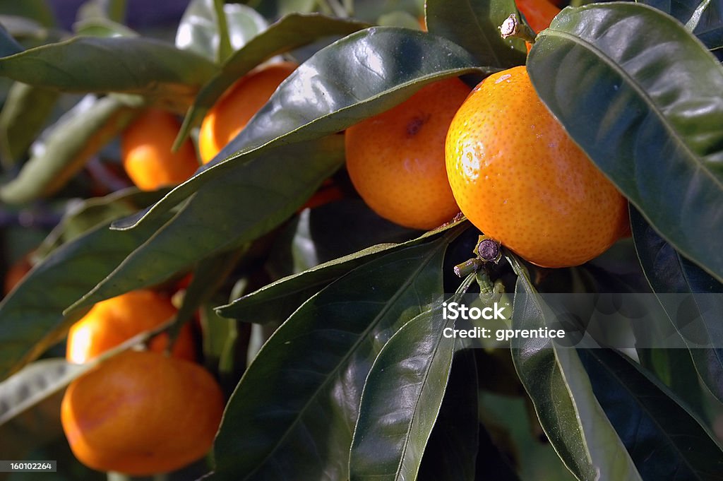 Fruta cítrica en el árbol - Foto de stock de Aire libre libre de derechos