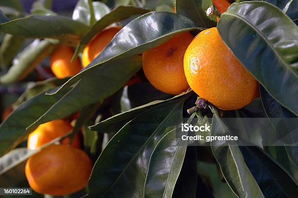 Fruta Cítrica En El Árbol Foto de stock y más banco de imágenes de Aire libre - Aire libre, Arbusto, Bebida