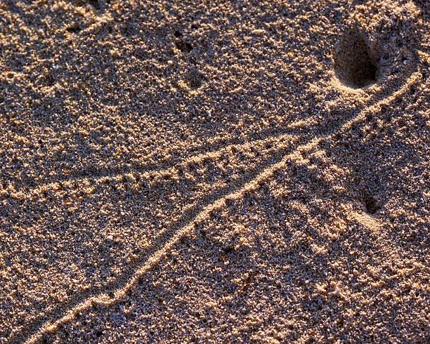 Beach sand in the Maldives islands 5 stock photo