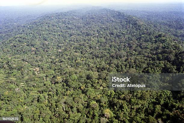 Selva Tropical Amazónica Foto de stock y más banco de imágenes de Aire libre - Aire libre, América del Sur, Bosque