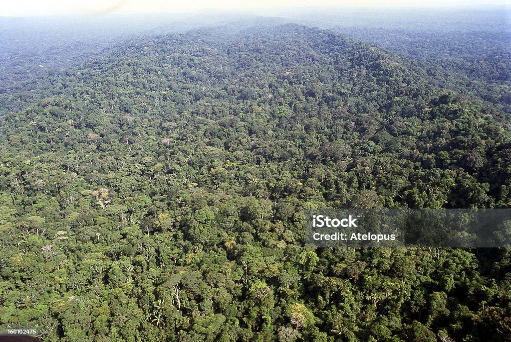 Floresta Amazónica - Royalty-free América Latina Foto de stock