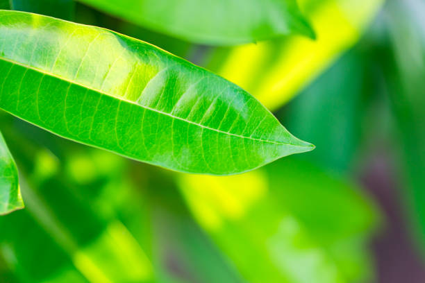 Closeup nature view of green leaf texture on sunlight using as background and fresh ecology wallpaper concept