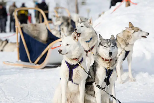 Husky sled-dogs getting ready for ride