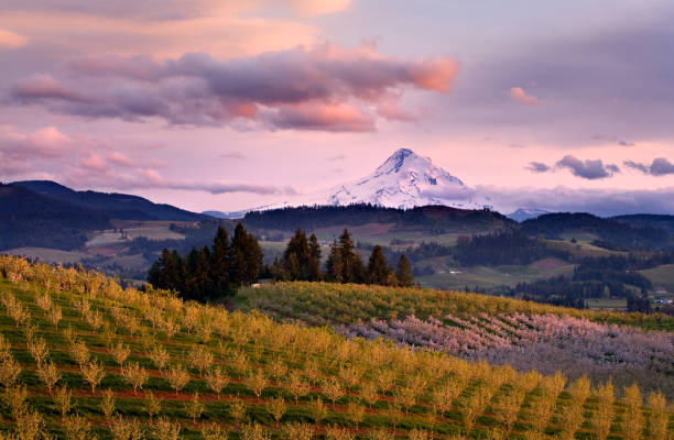 hood river vista do pôr-do-sol - pear tree - fotografias e filmes do acervo