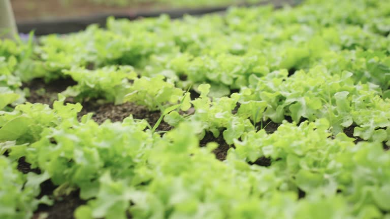 From Seed to Harvest: Lettuce Planting with Farmer in Lush Organic Soil Farm