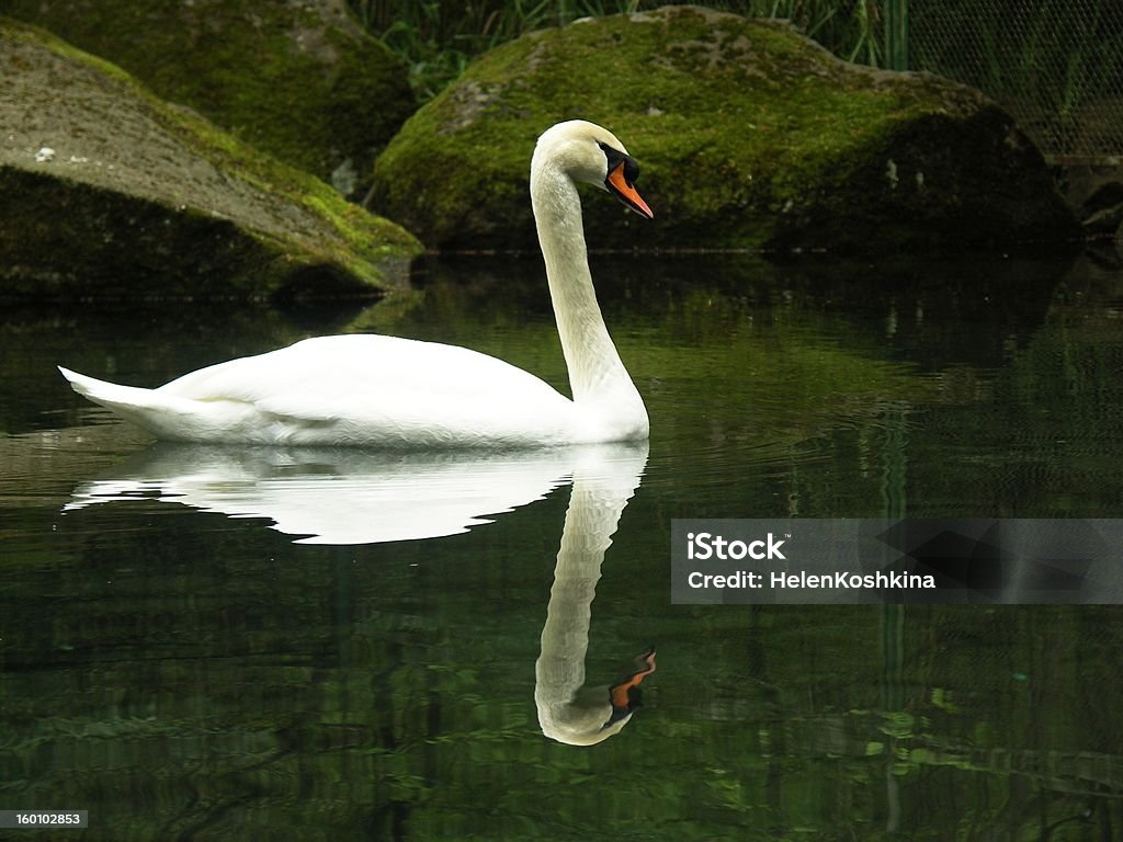 Swan en agua - Foto de stock de Agua libre de derechos