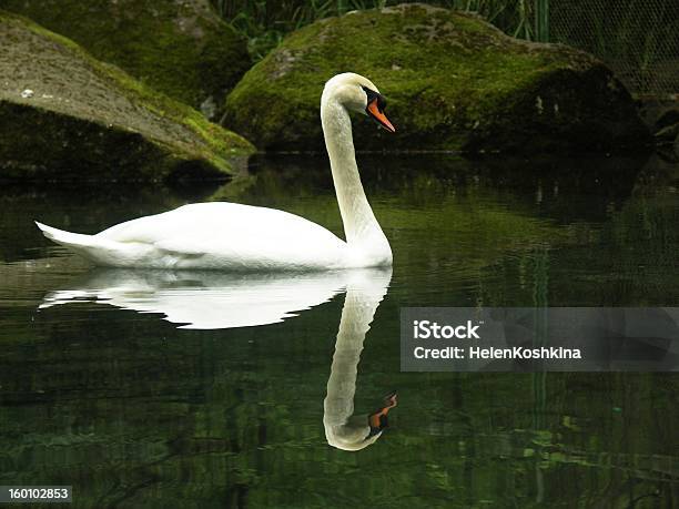 Swan En Agua Foto de stock y más banco de imágenes de Agua - Agua, Aire libre, Ala de animal